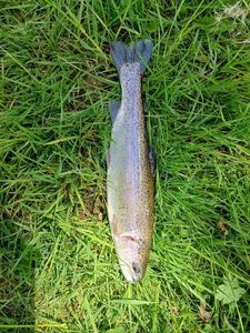 Rainbow Trout