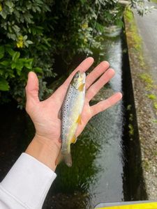 Brown Trout