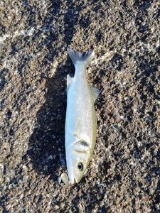 European Bass (Seabass)