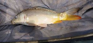 Mirror Carp