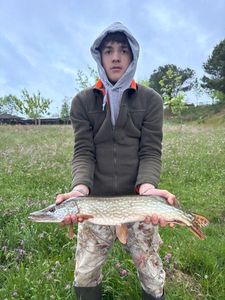 Northern Pike