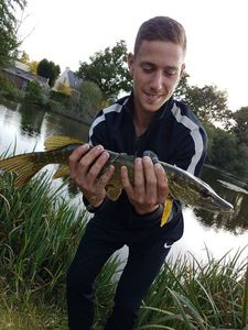 Northern Pike