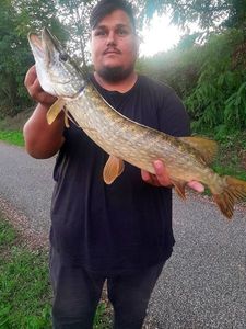 Northern Pike
