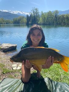 Common Carp