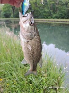 Largemouth Bass