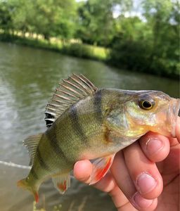 European Perch