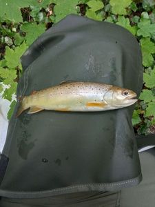 Brown Trout