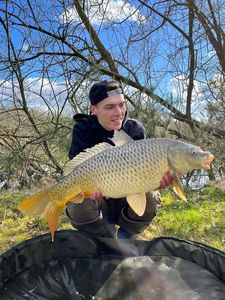 Common Carp
