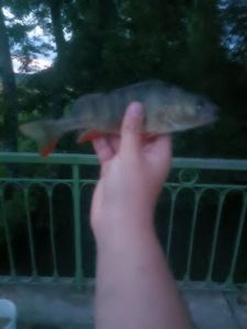 European Perch
