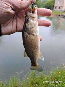 Largemouth Bass
