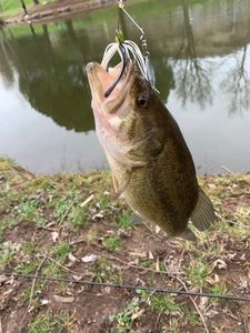 Smallmouth Bass