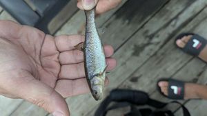 Flathead Grey Mullet