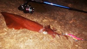 European Squid
