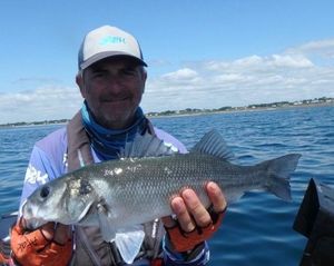 European Bass (Seabass)