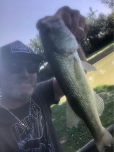 Largemouth Bass