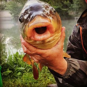 Common Carp