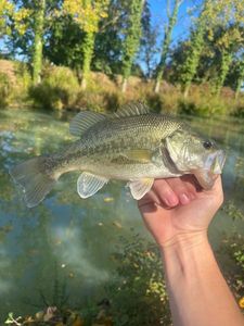 Largemouth Bass