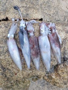 European Squid