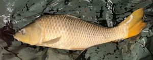 Common Carp