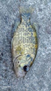 Smallmouth Bass
