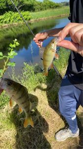 European Perch