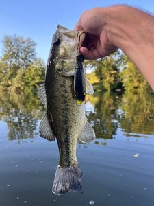 Largemouth Bass