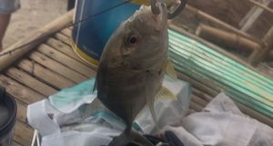 Pacific Crevalle Jack