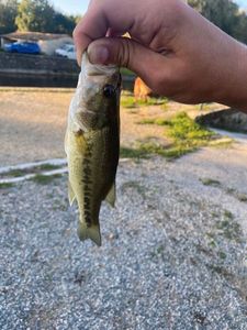 Largemouth Bass