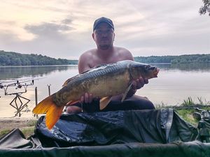 Mirror Carp