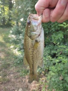 Largemouth Bass
