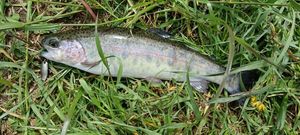 Rainbow Trout