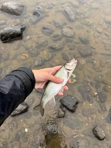Fallfish