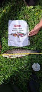 Rainbow Trout