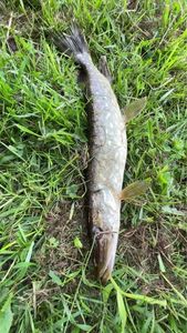 Northern Pike