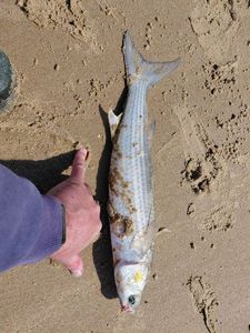 Golden grey mullet