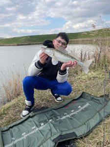 Zander