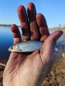 Common Dace