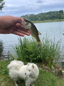 Achigan à Petite Bouche (Black-Bass)