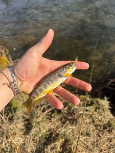 Brown Trout