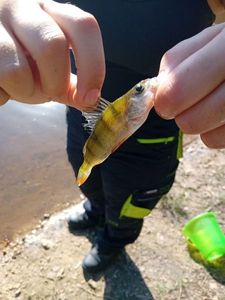 European Perch