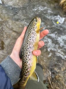Brown Trout