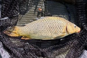 Common Carp