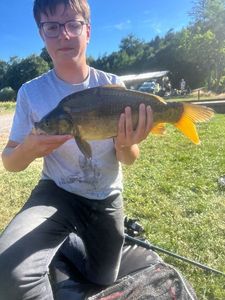 Mirror Carp