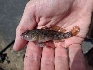 Round Goby