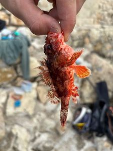 Red Scorpionfish