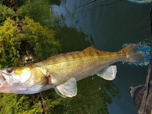 Zander