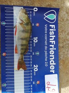 European Perch