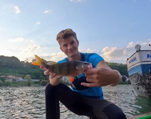 European Perch