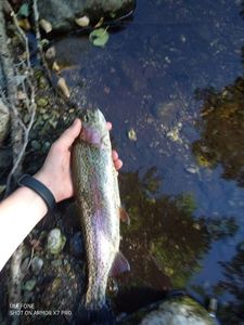 Rainbow Trout