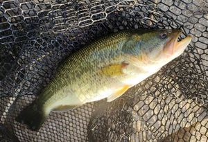 Largemouth Bass